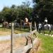 Séjour Equitation Eté 2012